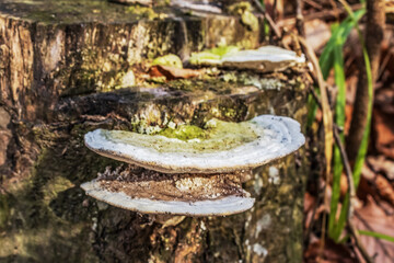 Forest - Europe, Romania, Suceava region, Marginea