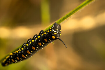 Caterpillar of the Swallowtail Butterfly (Papilio spp.) This striking caterpillar, adorned with vibrant yellow and black markings, is a larval stage of the Swallowtail butterfly