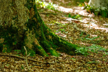 The roots and tree trunk in a forest	