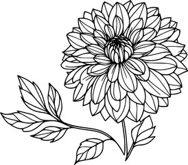 Dahlia flower  vector illustration