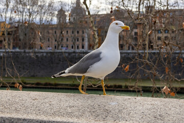 Gabbiano sulla sponda del Tevere a Roma, Italia