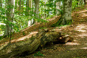 The roots and tree trunk in a forest	