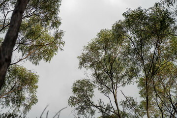 beautiful gum Trees and shrubs in the Australian bush forest. Gumtrees and native plants growing