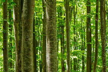 The roots and tree trunk in a forest	