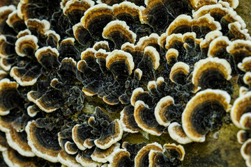 A tree mushroom in the forest