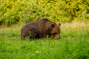 The European brown bear in the wild