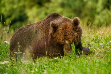 Fototapeta premium The European brown bear in the wild