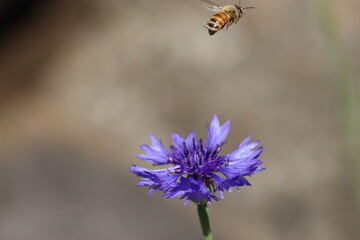 青い花の花粉を集めるミツバチ