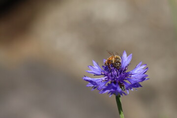 青い花の花粉を集めるミツバチ