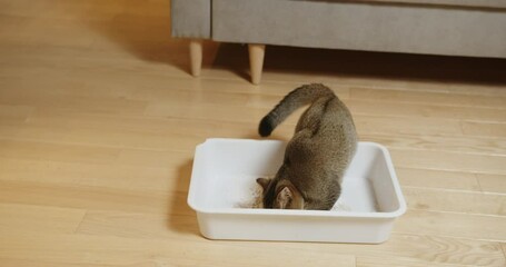 Cat toilet. The image captures a domestic cat intently digging in a litter box placed on a wooden floor, showcasing typical pet behavior in a home setting. Adorable domestic pet concept.