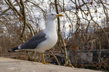 Gabbiano sulla sponda del Tevere a Roma, Italia