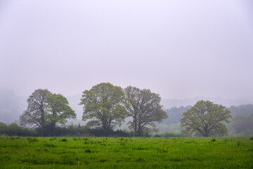 Walking in Wealden, East Sussex, England, on a foggy spring morning. Oak trees in the mist.