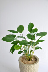 planta maranta charuto mini folhagem em vaso 