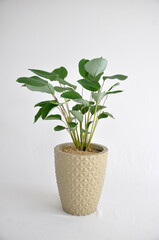 planta maranta charuto mini folhagem em vaso 