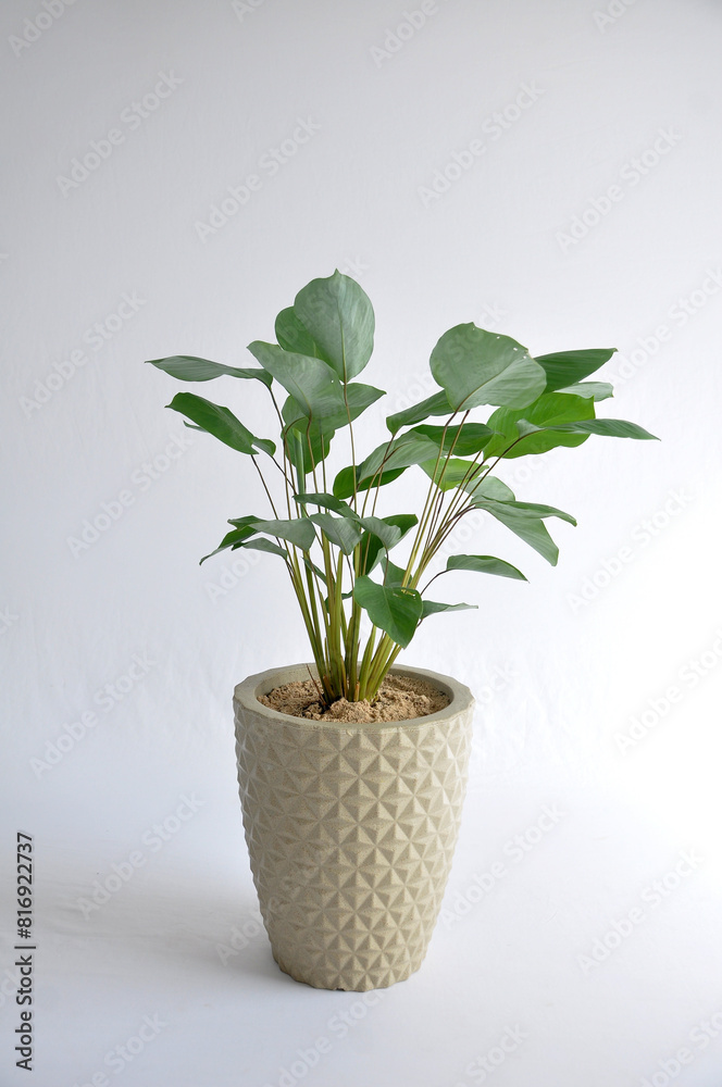 Poster conjunto de vasos com folhagens verdes, plantas diferentes para casa 