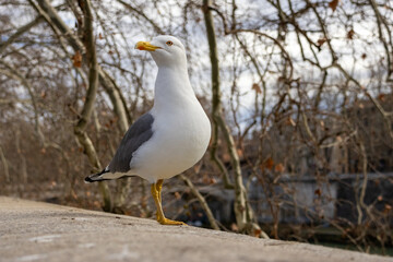 Gabbiano sulla sponda del Tevere a Roma, Italia