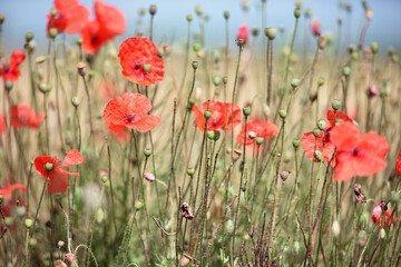 poppy flowers. natural background. Close-up of tender red field poppy Papaver rhoeas. wildflowers naturally growing in the meadow. beautiful delicate red poppy flowers