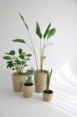 conjunto de vasos com folhagens verdes, plantas diferentes para casa 