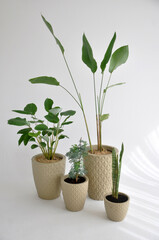 conjunto de vasos com folhagens verdes, plantas diferentes para casa 