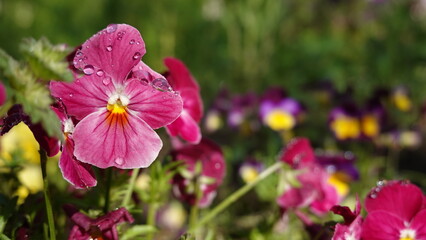 雨後の花