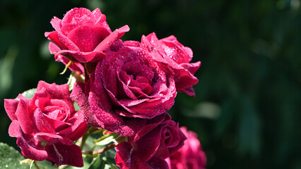Red rose flower background. Red roses on a bush in the garden, close-up. Red rose flower with water...