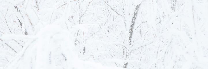 Snow and rime ice on the branches of bushes. Twigs covered with hoarfrost. Plants in the park are covered with hoar frost. Cold snowy winter weather. Frosting texture. Wide panoramic light background.