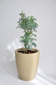 planta arruda em vaso 