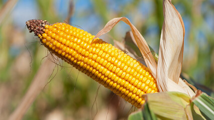 ears of corn and green leaves on a field background close-up. farm, A selective focus picture of corn cob in organic corn field. concept of good harvest, agricultural, yellow corn kernels