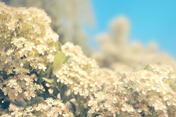 White flowers, bush blooming shrub during spring
