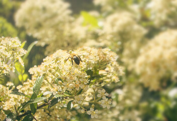 Bee collecting nectar from flower close up look in sun light during spring sunny warm day, blooming...