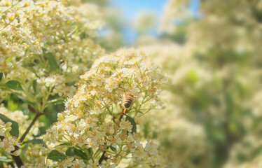 Bee collecting nectar from flower close up look in sun light during spring sunny warm day, blooming flowers