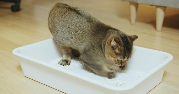 A domestic cat engaging with a white litter box on a wooden floor, capturing typical pet behavior in a household setting. Adorable domestic pet concept. Cat toilet.