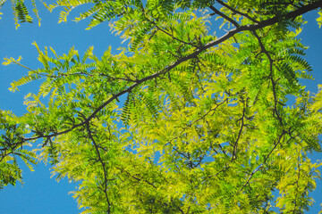Tree with green leaves and blue sky