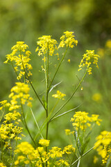 Rapeseed. Brassica napus. are blooming in sunny summer day. yellow flower, isolated on blurred natural background. agriculture, in Europe or Asia. floral background, close-up