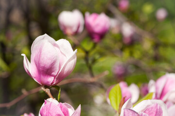 Magnolia. spring magnolia flowers, natural abstract soft floral background. beautiful flowers, delicate magnolia, in the garden or park. pink flower on green natural background. close-up