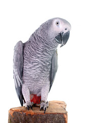 Fototapeta premium African grey parrot