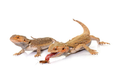 Fototapeta premium bearded dragons in studio