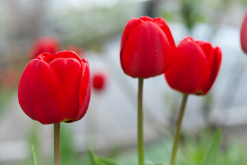 Tulipa. red tulips. beautiful flowers blooming in spring on a flower bed in the garden. delicate...