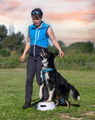 obedience training for border collie