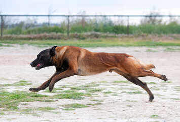 training of belgian shepherd