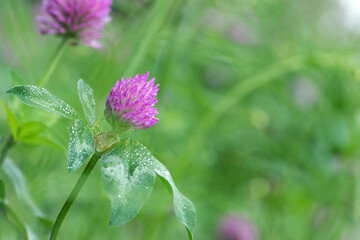 Red Clover, Trifolium pratense, in a typical meadow environment. delicate flower, on a light green...