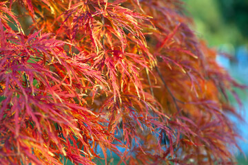 Acer palmatum. closeup of autumn leaves in a Japanese garden maple which has fine leaves. red leaves. natural background. autumn theme, beautiful season. Enkan. selective focus
