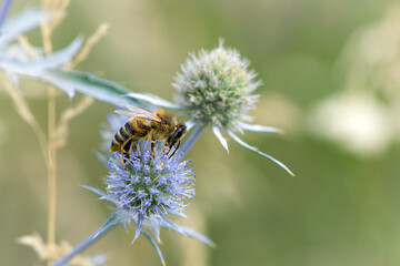 bee collecting nectar from a thorny wildflower close-up. honey bee on the meadow plant Eryngium. macro photo of an insect in nature. natural background, place for text, bokeh