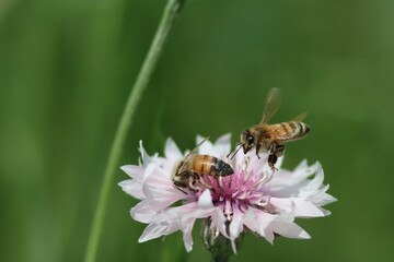 花粉を運ぶミツバチたち