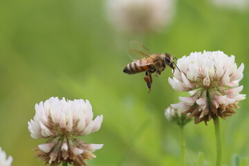 シロツメクサの花粉を集めるセイヨウミツバチ