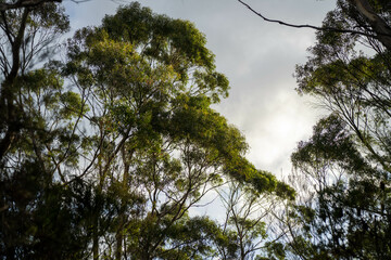 beautiful gum Trees and shrubs in the Australian bush forest. Gumtrees and native plants growing