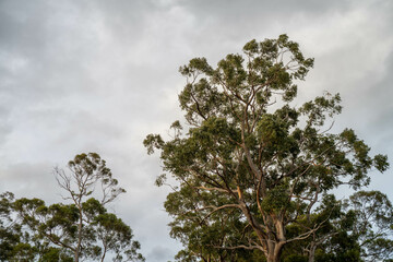 beautiful gum Trees and shrubs in the Australian bush forest. Gumtrees and native plants growing