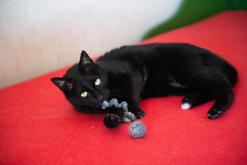 Schwarze Hauskatze auf dem Bett mit Spielsachen