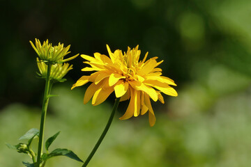 Yellow chrysanthemum against a soft background.