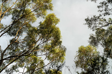 beautiful gum Trees and shrubs in the Australian bush forest. Gumtrees and native plants growing